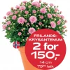 Multibuy: Frilandskrysantemum 14 cm - 2 for 150