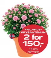 Multibuy: Frilandskrysantemum 14 cm - 2 for 150