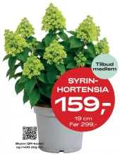 Medlemstilbud: Syrinhortensia 19 cm - 159,-