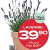 Medlemstilbud: Lavendel 12 & 13 cm - 39,90