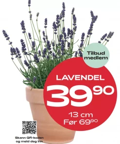 Medlemstilbud: Lavendel 12 & 13 cm - 39,90