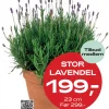 Medlemstilbud: Lavendel 23 cm - 199.-
