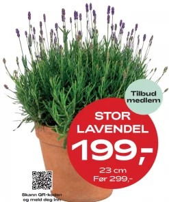 Medlemstilbud: Lavendel 23 cm - 199.-