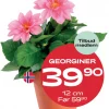 Medlemstilbud: Dahlia - Georginer 12 cm - 39,90