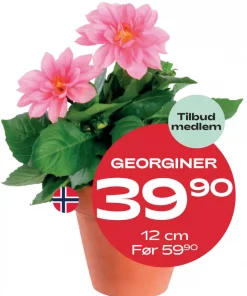 Medlemstilbud: Dahlia - Georginer 12 cm - 39,90