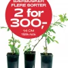 Multibuy: Bærbusker 14 cm - 2 for 300