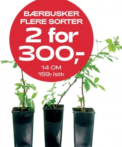 Multibuy: Bærbusker 14 cm - 2 for 300