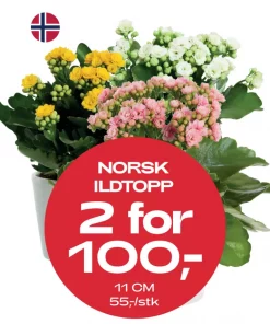 Multibuy: Ildtopp 11 cm - 2 for 100,-