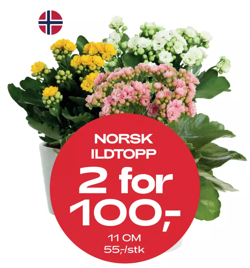 Multibuy: Ildtopp 11 cm - 2 for 100,-