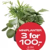 Multibuy: Miniplanter - 3 for 100,-