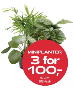 Multibuy: Miniplanter - 3 for 100,-