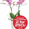 Multibuy: Phalanopsis 2 grenet 12 cm - 2 for 250