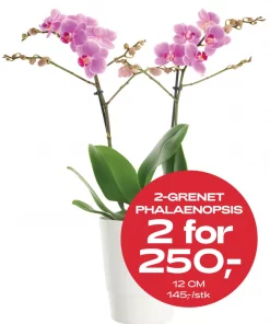Multibuy: Phalanopsis 2 grenet 12 cm - 2 for 250