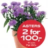Multibuy: Asters 11 cm - 2 for 100kr