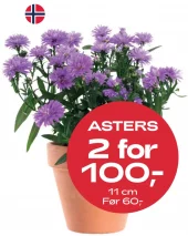 Multibuy: Asters 11 cm - 2 for 100kr