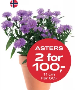 Multibuy: Asters 11 cm - 2 for 100kr