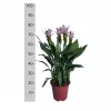 Curcuma Siam Spash 19 cm