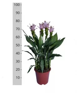 Curcuma Siam Spash 19 cm