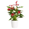Anthurium - Flamingoblomst special 12 cm