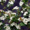 Aronia - Svartsurbær 'Moskva' 23 cm