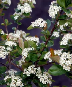 Aronia - Svartsurbær 'Moskva' 23 cm