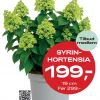 Medlemstilbud: Syrinhortensia 19 cm - 199,-