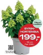 Medlemstilbud: Syrinhortensia 19 cm - 199,-