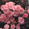 Hageroser 'Bonica-82' 23 cm