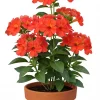 Crossandra 13 cm