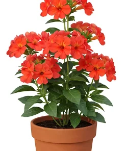 Crossandra 13 cm