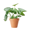Brunnera Silver Heart 17 cm