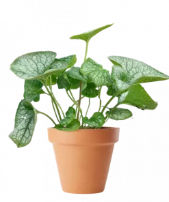 Brunnera Silver Heart 17 cm