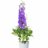Delphinium Hybrid 'Magic fountain' 19 cm