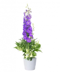 Delphinium Hybrid 'Magic fountain' 19 cm