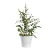 Eucalyptus 14 cm