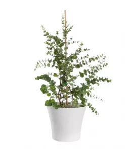 Eucalyptus 14 cm
