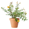Hypericum 17 cm miks