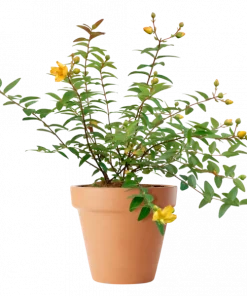 Hypericum 17 cm miks