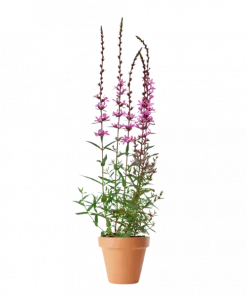 Lythrum Salicaria (Kattehale) 'Robin' 17 cm