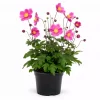 Anemone Hup. 'Deep Rosa' 17 cm