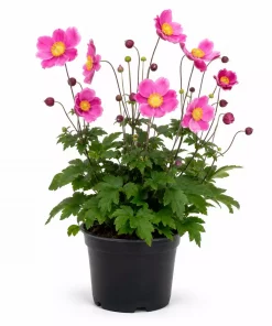 Anemone Hup. 'Deep Rosa' 17 cm