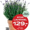 Medlemstilbud: Lavendel 19 cm - 129.-