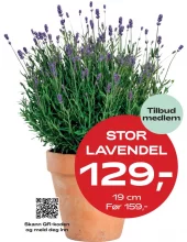 Medlemstilbud: Lavendel 19 cm - 129.-