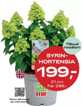 Medlemstilbud: Norsk Syrinhortensia 21 cm - 199,-
