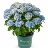 Hagehortensia 'Magical' Amethyst 23cm