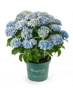 Hagehortensia 'Magical' Amethyst 23cm