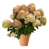 Hydrangea paniculata - Syrinhortensia 23 cm