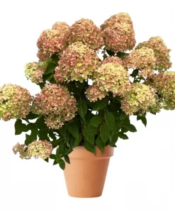 Hydrangea paniculata - Syrinhortensia 23 cm