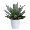 Agave 'Shaka Zulu' 22 cm