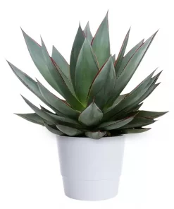 Agave 'Shaka Zulu' 22 cm